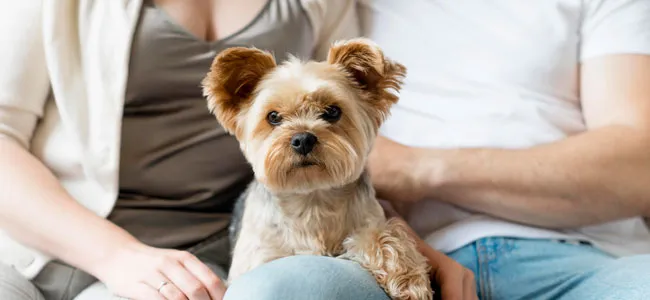 Publicada lei que define guarda compartilhada de pets; veja detalhes.