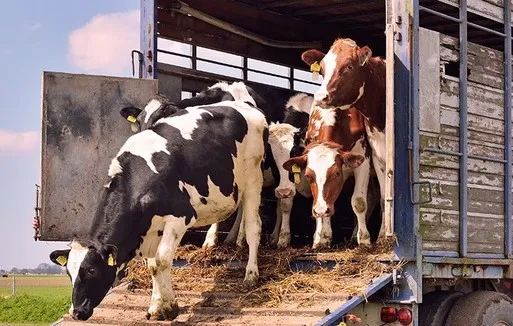 PRF flagra transporte de bovinos sem nota fiscal em duas ocorrências na BR-316, em Teresina.