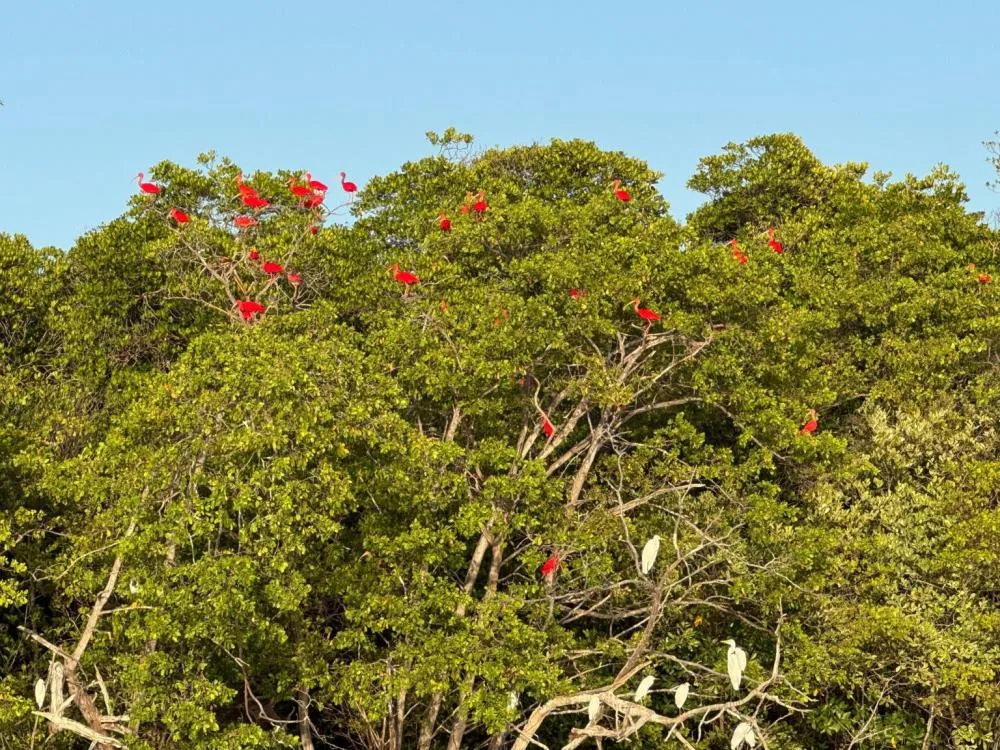 Novo roteiro Encanto dos Guarás atrai visitantes com revoada de aves e integração nas praias do litoral do Piauí.