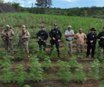 Operação integrada erradica plantação de maconha e prende três pessoas no Sul do Piauí.