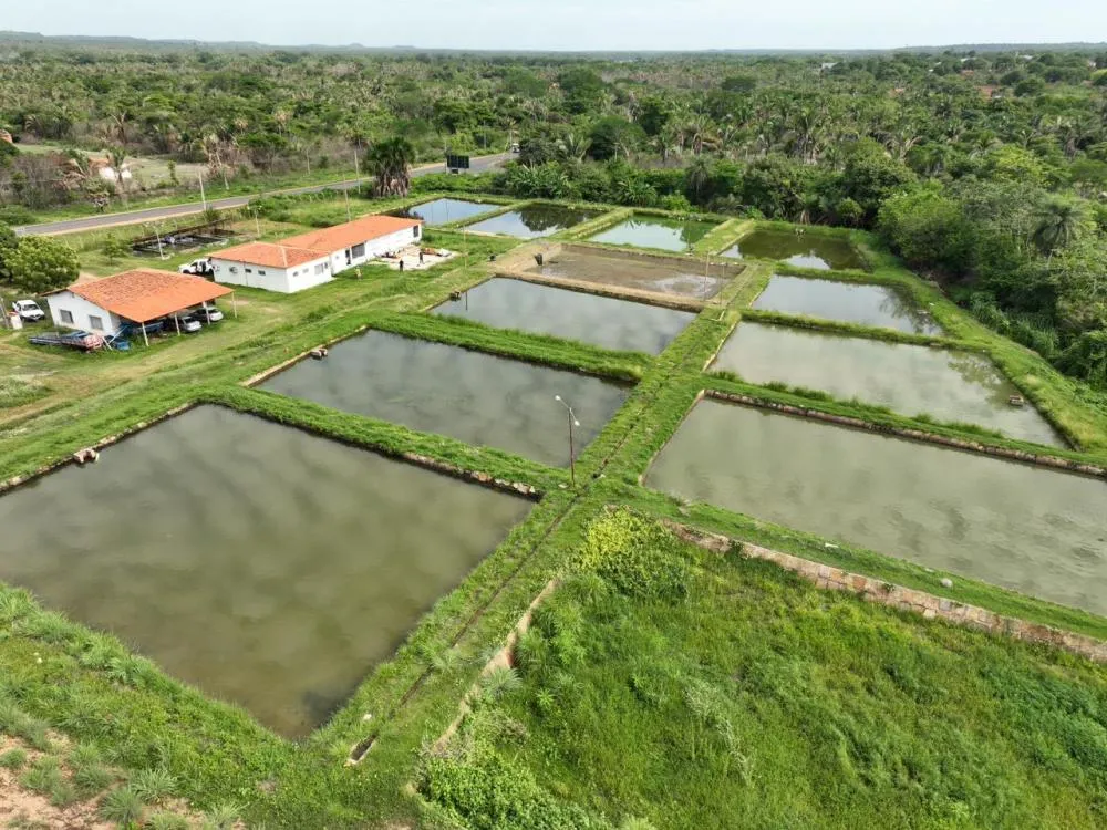 Semana Santa impulsiona produção de peixes no Piauí e amplia renda de agricultores familiares.