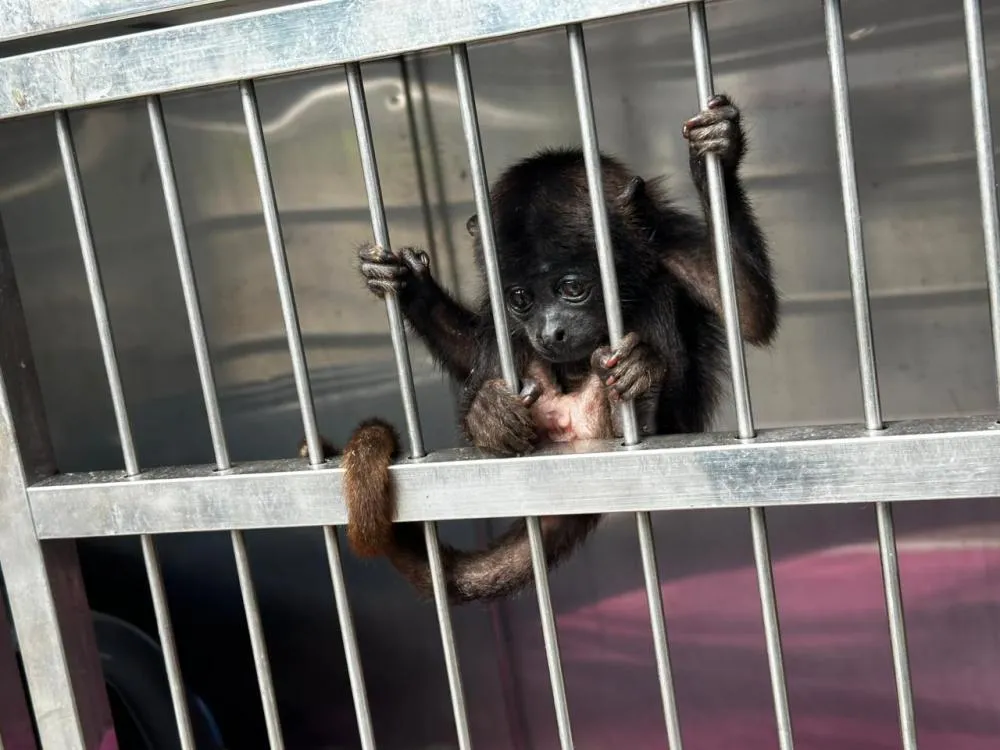 Centro de Triagem de Animais Silvestres inicia recuperação de filhote de macaco bugio resgatado em Barras.