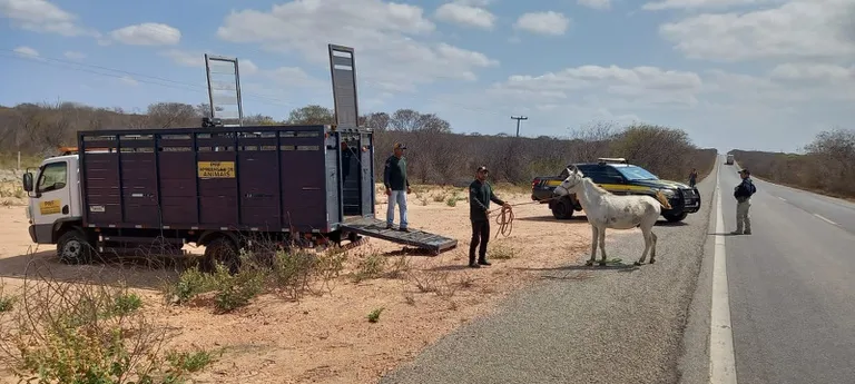 PRF inicia Operação Armentum na região de Luís Correia para intensificar o recolhimento de animais soltos em vias públicas.