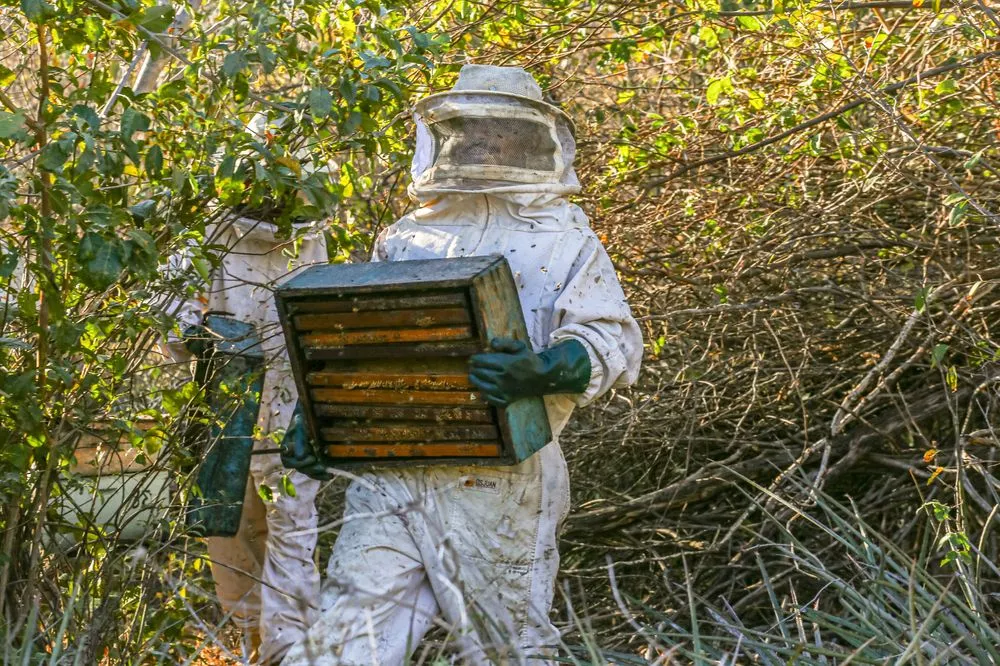 Do sertão para o mundo: produção de mel no Piauí transforma realidade de agricultores familiares com aumento das exportações.