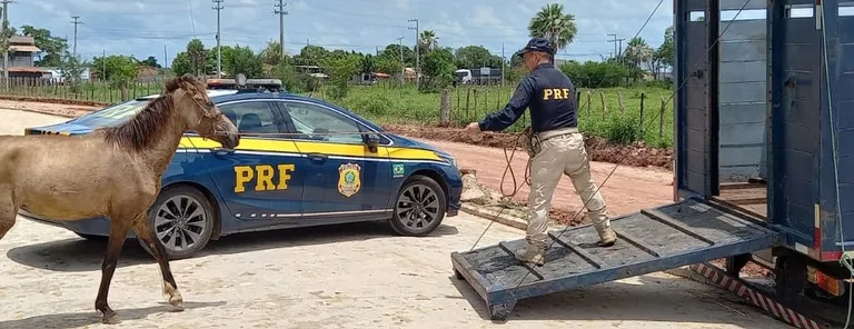 PRF intensifica retirada de animais soltos das rodovias federais no Piauí durante a Fase V da Operação Armentum.