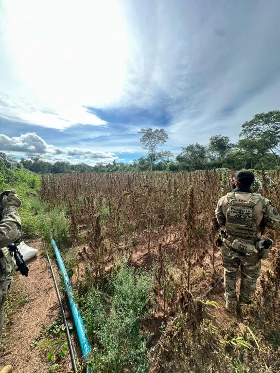 PF erradica plantação ilegal de maconha na cidade de Juazeiro do Piauí.