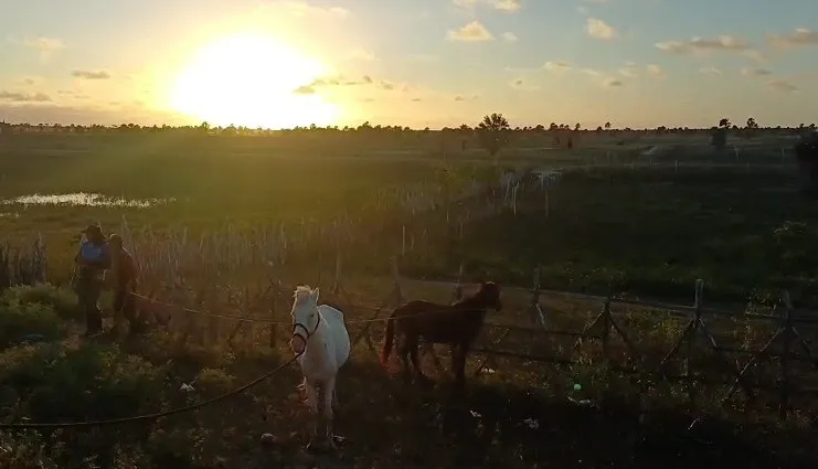 Operação Armentum: PRF recolhe 97 animais soltos em rodovias e vias de Luís Correia.