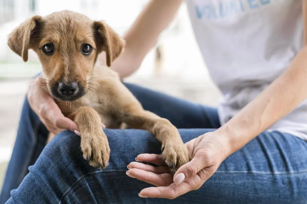 Abril Laranja: Semarh leva serviços gratuitos e ações de proteção animal a Picos, Parnaíba e Teresina.